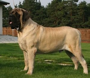 Английский мастиф