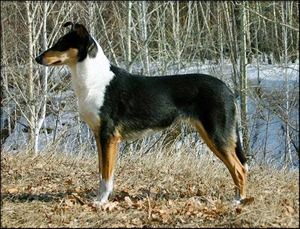Колли гладкошёрстная