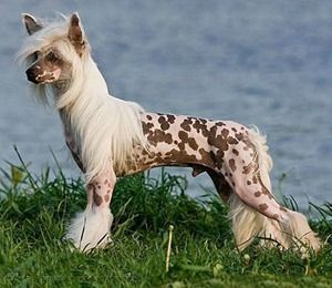 Китайская хохлатая собака