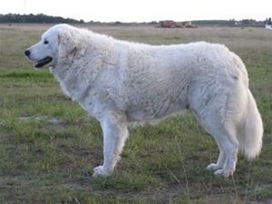 Венгерский кувас