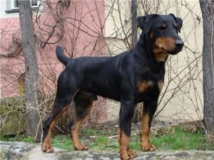 Ягдтерьер, фото 3
